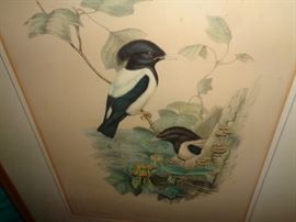 SIGNED GOULD AUDUBON STONE LITHOGRAPH 