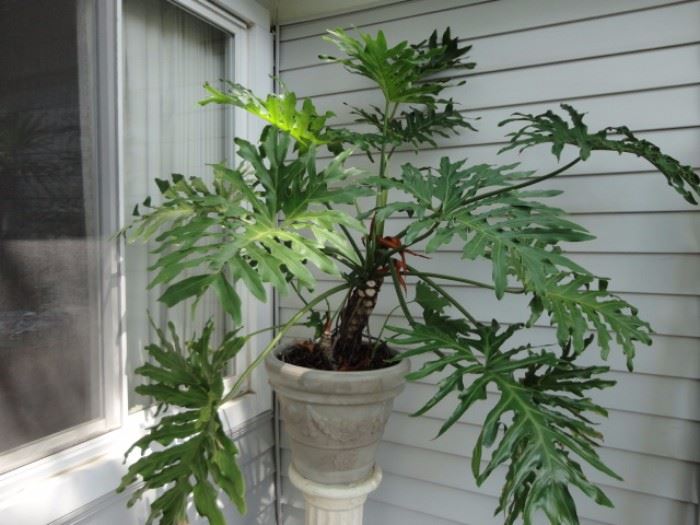Split Leaf Philodendron potted plant