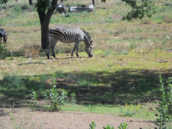 when you come to visit you asre welcomed by neighbors ZEBRAs