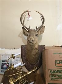 DEER HEAD TAXIDERMY