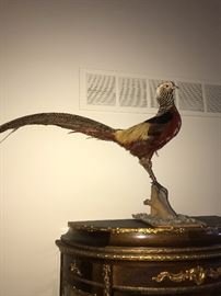 PHEASANT TAXIDERMY