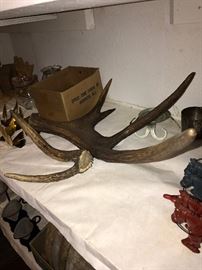 DEER ANTLERS