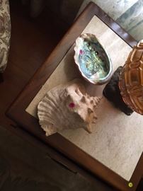 Sea Shells