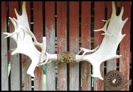 Moose antlers approximately 48 inches across