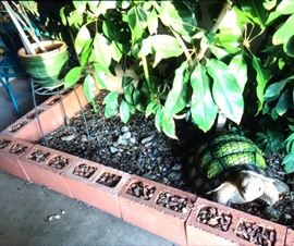 The tortoise...but where's the hare???