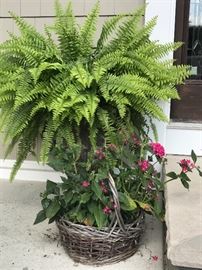 Live Ferns in light weight planters