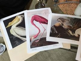 Audubon Engravings "Birds of America"