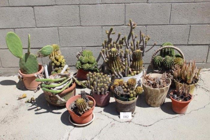 12 Assorted Potted Cactus