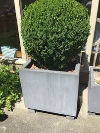 One of a pair of 27" x 27" pots with Privet Topiary balls for sale - off site around the corner from the sale.  sking $100 each or best offer.  Flat and easy access.