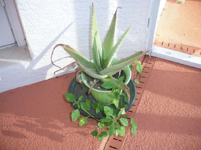 Planter with real plant