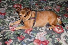 Bungie not for Sale!