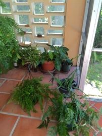 1 Fern Hanging Plant (sold)