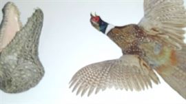 Taxidermy birds