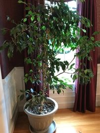 Large Ficus