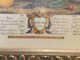 $10 - 17.5x15' Vintage fruit print from famous 1700's botanical illustrations in gold frame