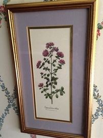 One of several framed botanical prints