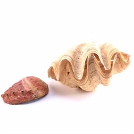 Marine Mollusk Shells