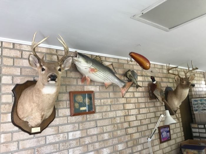 Deer heads trophies, ducks, Fishing trophies. 