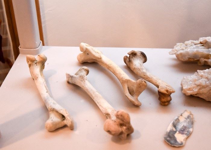 Taxidermy - Skulls & Bones
