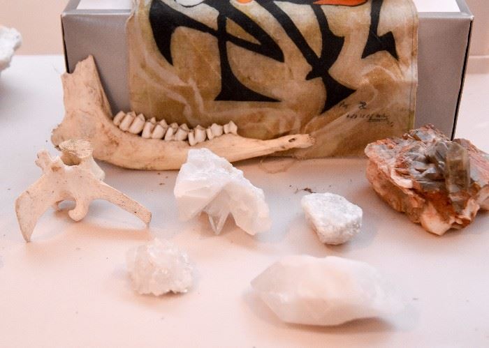 Taxidermy - Skulls & Bones, Crystal & Mineral Specimens