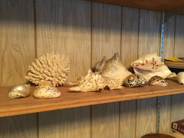 shells, and coral
