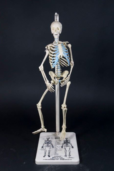 Lot 23: Plaster Skeleton Model from John Hopkins Univ.