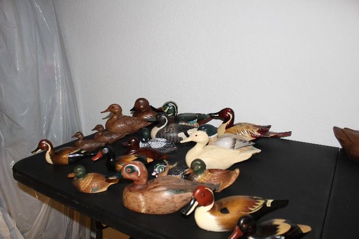 Mallards, Decoys, and more 