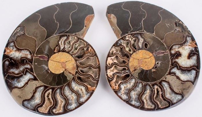 Lot 62 - Over 66 Million Year Old Fossil Ammonite Specimen