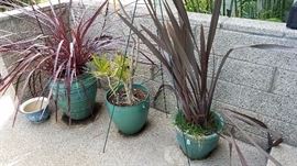 Plants, Pots and More Plants