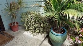 Plants, Pots and More Plants