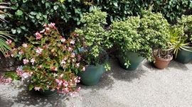 Plants, Pots and More Plants