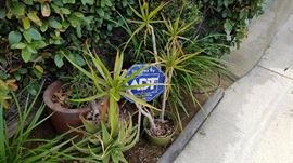 Plants, Pots and More Plants