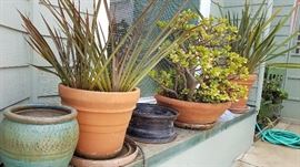 Plants, Pots and More Plants