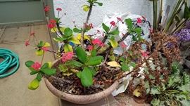 Plants, Pots and More Plants