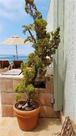 Plants, Pots and More Plants