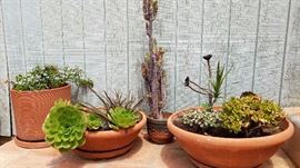 Plants, Pots and More Plants