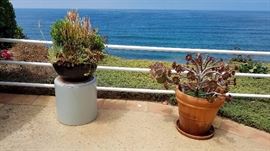 Plants, Pots and More Plants