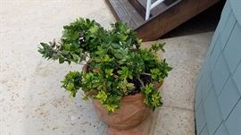 Plants, Pots and More Plants