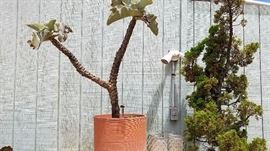 Plants, Pots and More Plants