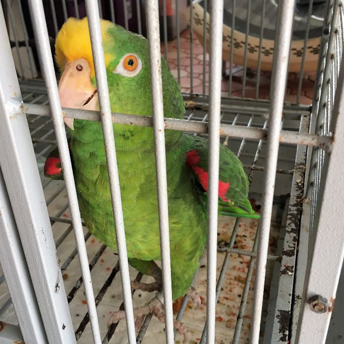 Meet "Fowler".  Fowler is a 25 year old yellow crown Amazon parrot with a 90 word vocabulary.  