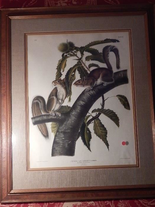 Artist: Post-John James Audubon-J.T. Brown 1843, Carolina Grey Squirrel, Lithograph