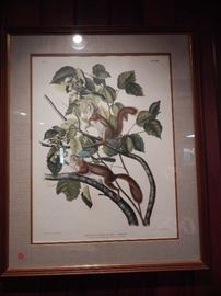 Artist: Post John James Audubon, "Hudson's Bay Squirrel Chickaree Squirrel", Hand Colored Lithograph by J. T. Bowen