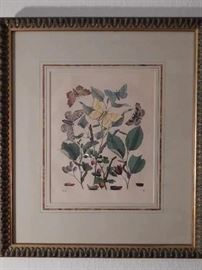 Botanical with moths, Lithograph