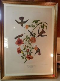 Artist: Post John James Audubon-J. Bien Edition, N.Y., "Mango Humming Bird" 1860, Chromolithograph