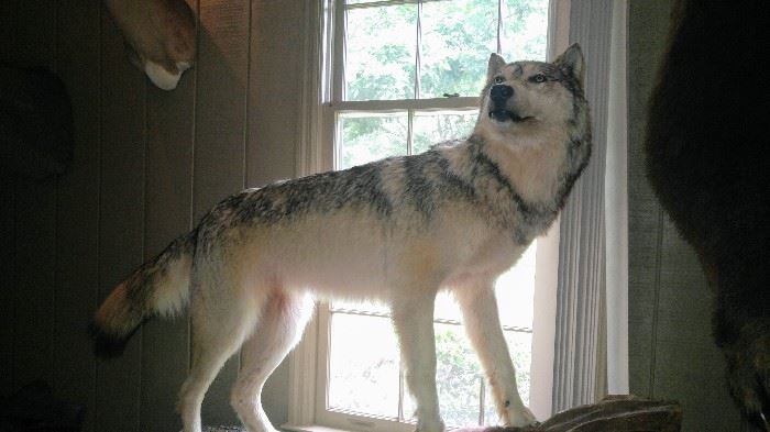 Full Body Grey wolf mount