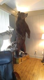Full body mount standing brown bear