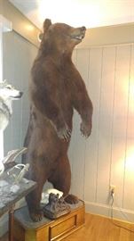 Full body mount standing brown bear
