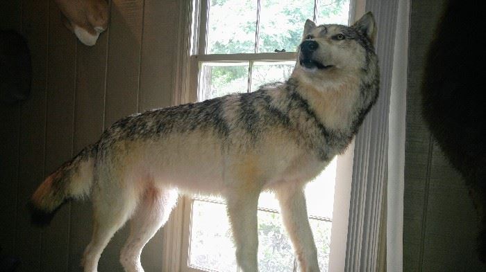Full body mount grey wolf 