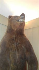 standing Brown Bear full body mount