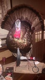 Fine Taxidermy turkey
